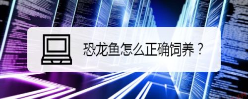 如何改善恐龙鱼生活环境：恐龙鱼日常护理要点：恐龙鱼的生活环境对它们的健康和繁殖至关重要 龙鱼百科 第6张