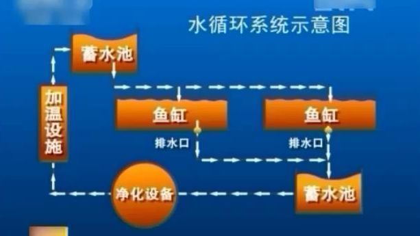 银板鱼对水质变化的反应：银板鱼在面对水质变化时