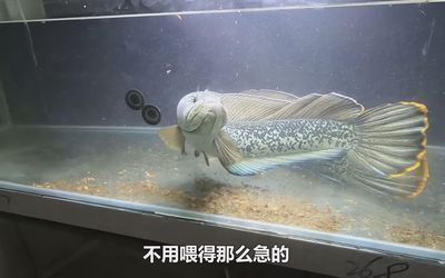 金龙鱼养水几天可以下：金龙鱼养殖过程中需要注意水质管理 水族问答 第2张