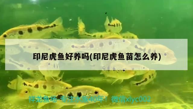 印尼虎鱼苗日常护理技巧：印尼虎鱼苗日常护理 虎鱼鱼苗 第1张