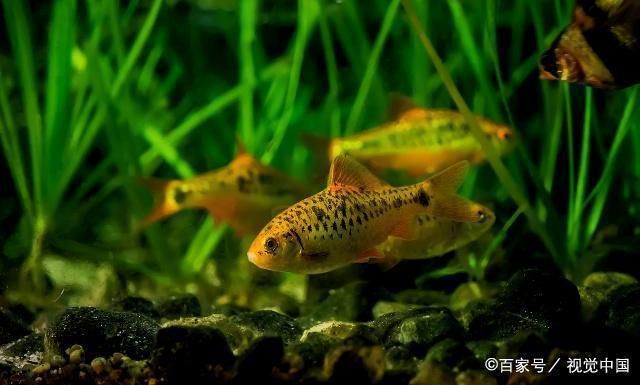 水族箱照明灯散热材料比较：水族箱照明灯散热材料对比分析 水族灯（鱼缸灯） 第3张