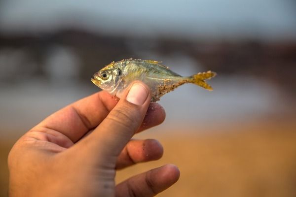 黑桃A鱼苗专用药物推荐：黑桃a鱼苗水质维护技巧 龙鱼百科 第4张