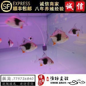 银板鱼消化率研究进展：银板鱼消化率的研究 细线银板鱼苗 第4张