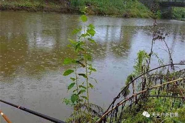 金龙鱼养殖水温是多少：金龙鱼在养殖时对水温有严格的要求 水族问答 第1张