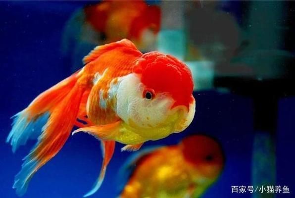 金龙鱼养殖水温是多少度：金龙鱼养殖的理想水温 水族问答 第1张