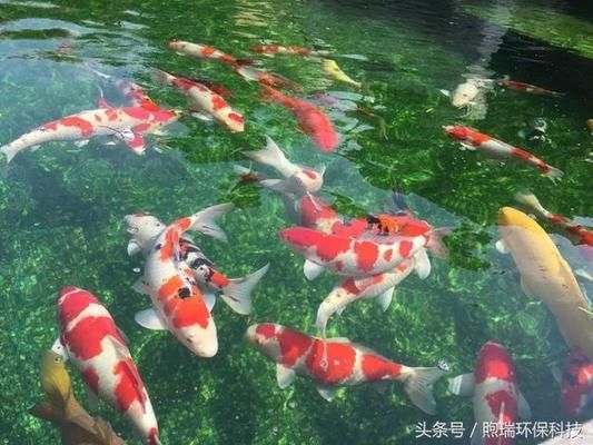 金龙鱼要吃什么：关于金龙鱼的饲料需求 水族问答 第1张