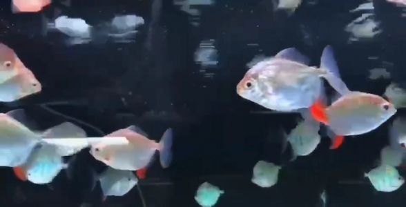 红勾银版鱼混养数量控制方法：水族箱混养红勾银版鱼的控制