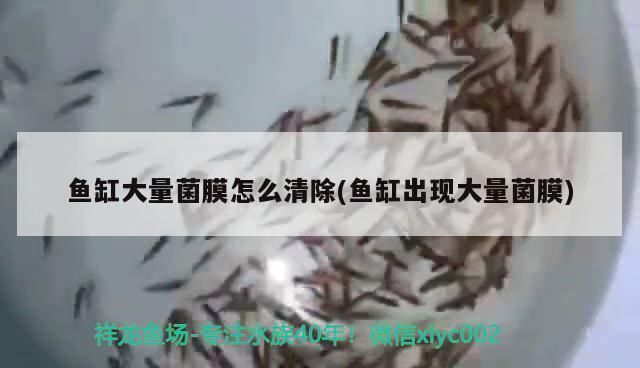 细线银版鱼繁殖缸水温控制：细线银版鱼的繁殖缸水温控制