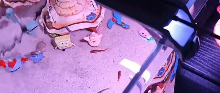 水族箱灯光颜色选择技巧：如何根据鱼类的种类及其特定需求选择适合的水族箱灯光颜色 水族灯（鱼缸灯） 第2张