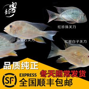 红眼白子关刀鱼苗饲料选择指南：红眼白子关刀鱼苗饲料自制方法 白子关刀鱼 第3张