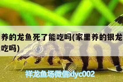 红龙鱼蒙眼病怎么治疗：红龙鱼蒙眼病预防措施