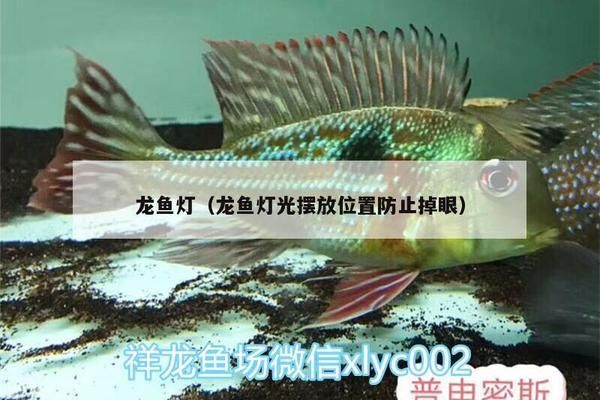 龙鱼灯怎么放不会掉眼睛里：龙鱼灯放置时应注意避免直接接触眼睛以防不慎掉入 龙鱼百科 第2张