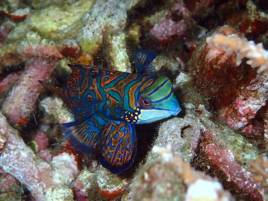 金龙鱼一般多大能繁殖后代：金龙鱼一般多大才能繁殖？ 水族问答 第2张