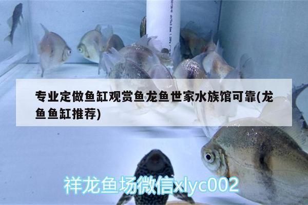 龙鱼缸怎么搭配鱼显得高档不乱：如何搭配龙鱼缸才能显得高档而不混乱 龙鱼百科 第5张