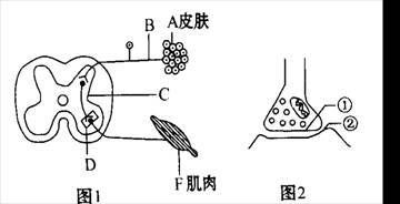 银版鱼最佳孵化温度范围：银板鱼孵化温度范围