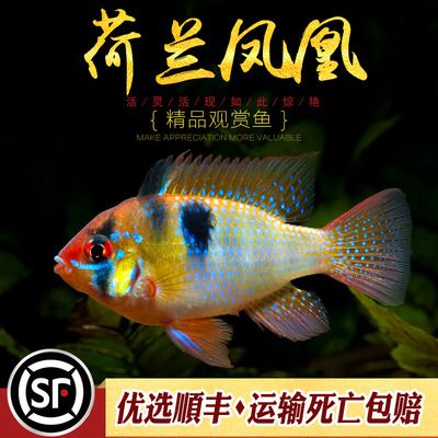 金龙鱼一般有多长的：金龙鱼的平均体型是多少？ 水族问答 第1张