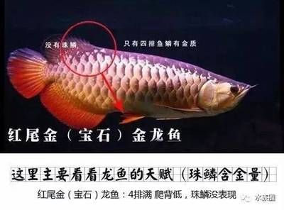 龙鱼烂鱼鳍怎么治疗：如何治疗龙鱼烂鱼鳍 龙鱼百科 第5张