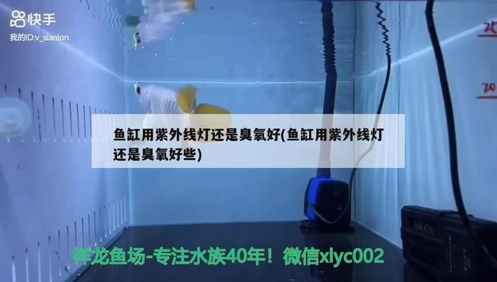 红龙鱼专用灯有辐射吗：红龙鱼专用灯是否存在辐射 红龙鱼百科 第4张