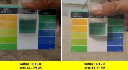 申古银版鱼适宜酸碱度调节技巧：申古银版鱼水质管理要点 细线银板鱼苗 第3张