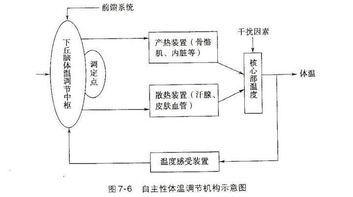 申古银版鱼体温调节机制探究：申古银版鱼体温调节机制 细线银板鱼苗 第5张