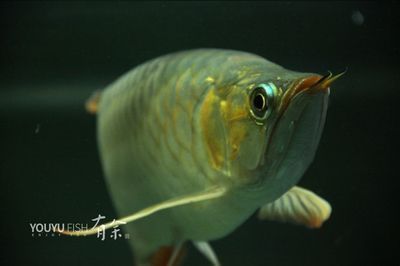 银版鱼食欲减退怎么办：银版鱼食欲减退是由多种因素引起水质问题、疾病和饲养管理不当 细线银板鱼苗 第1张