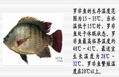 申古银版鱼适宜水温范围：申古银版鱼最佳生长温度,申古银版鱼水温控制技巧 细线银板鱼苗 第2张