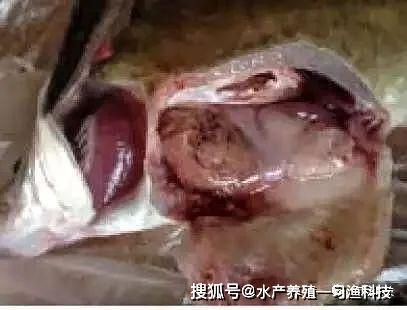 红勾银版鱼常见疾病预防：红勾银版鱼抗病毒养护策略红勾银版鱼抗病毒养护策略 细线银板鱼苗 第3张