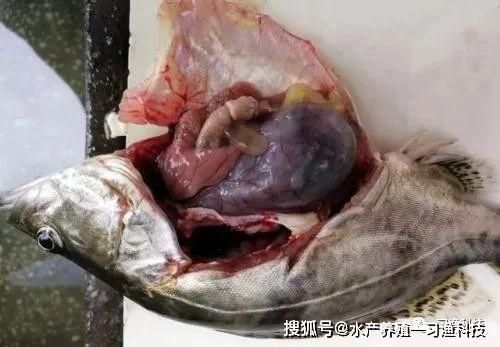 红勾银版鱼常见疾病预防：红勾银版鱼抗病毒养护策略红勾银版鱼抗病毒养护策略 细线银板鱼苗 第5张