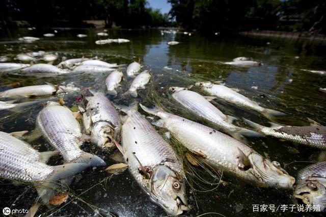 溶解氧不足对银板鱼的危害：溶解氧不足对银板鱼的危害是多方面的，银板鱼浮头现象的应对措施 细线银板鱼苗 第1张