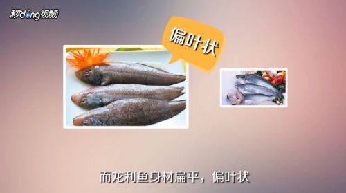 龙鱼是不是巴沙鱼：巴沙鱼与龙鱼的区别 龙鱼百科 第1张