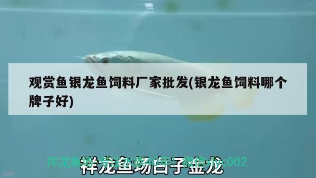 红勾银版鱼饲料选择指南：红勾银版鱼饲料及牌子推荐 细线银板鱼苗 第4张