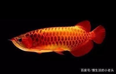 什么红龙鱼最好养活：《水族世界》杂志探讨红龙鱼的饲养要点和最佳养殖环境