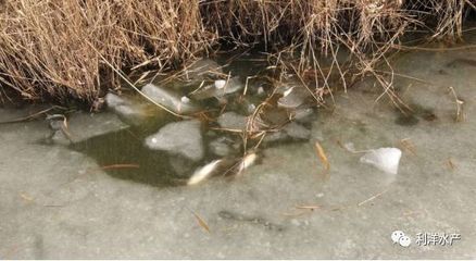 银板鱼混养水质调控方法：银板鱼在混养时对水质有一定的要求，水质调控方法总结 细线银板鱼苗 第4张