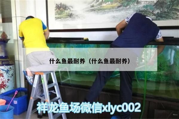 细线银板鱼苗混养适宜水温：细线银板鱼苗混养适宜水温为24℃至[需手动填充]至[需手动填充] 细线银板鱼苗 第1张