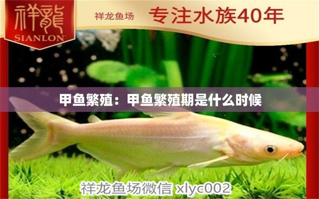 银板鱼繁殖期性别比例：关于银板鱼繁殖期性别比例的研究