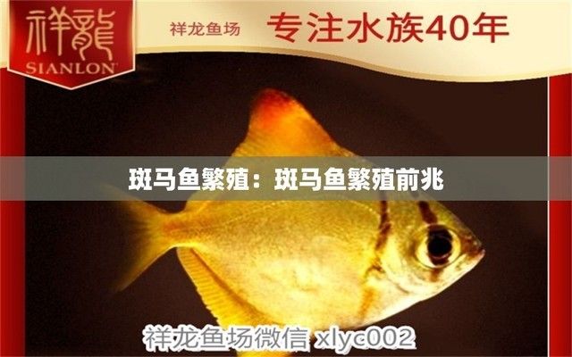 银版鱼繁殖期行为观察：银版鱼在繁殖期间的行为主要包括产卵、受精、含卵孵化等过程 细线银板鱼苗 第3张