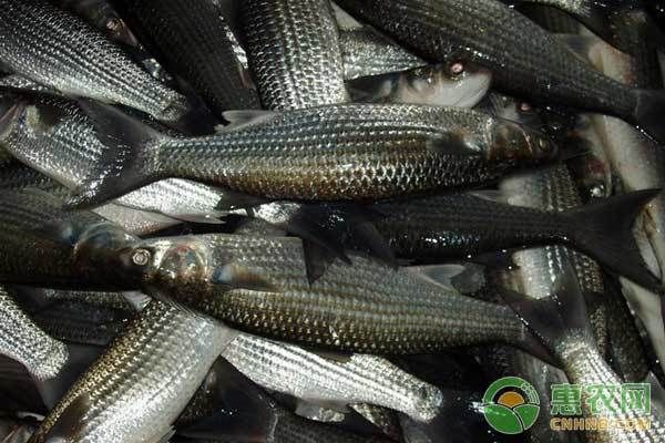 金龙鱼一天喂几遍食物：关于金龙鱼的喂养问题 水族问答 第2张