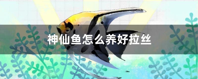 细线银板鱼苗混养水族箱布置：细线银板鱼苗混养水族箱的布置 细线银板鱼苗 第3张