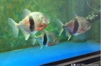 细线银板鱼苗混养水族箱布置：细线银板鱼苗混养水族箱的布置 细线银板鱼苗 第2张