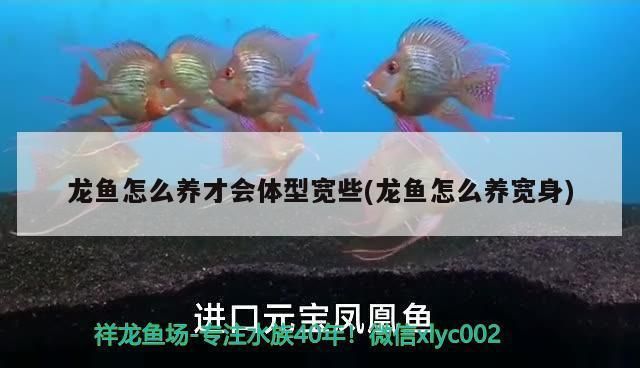 龙鱼怎么养宽身：养宽身龙的关键在于提供一个宽敞、光照充足的环境 龙鱼百科 第2张