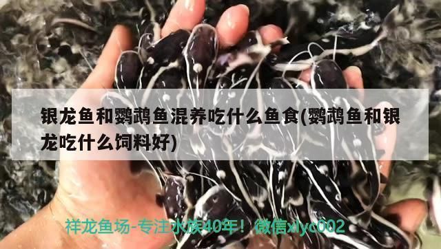 红魔王银版鱼食物选择：红魔王银版鱼的食物选择