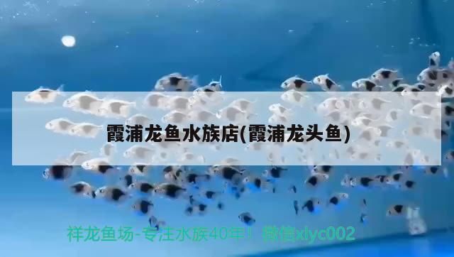 红魔王银版鱼市场价格：2025年银鲳鱼市场价格为12.71元/斤 细线银板鱼苗 第4张