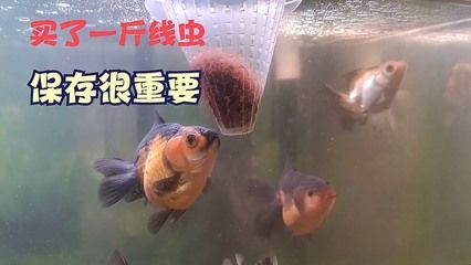 白子银版鱼饲料保存技巧：如何保存白子银版鱼饲料？ 细线银板鱼苗 第3张