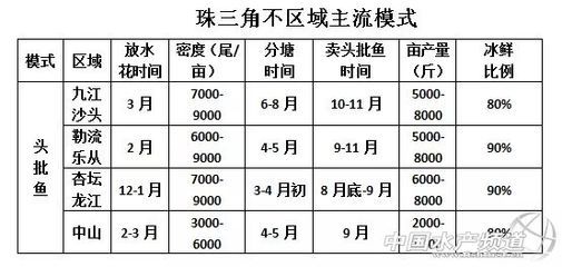 混养申古银版鱼投喂量标准：申古银版鱼混养投喂量标准 细线银板鱼苗 第2张