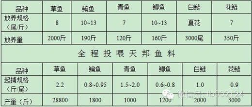 混养申古银版鱼投喂量标准：申古银版鱼混养投喂量标准 细线银板鱼苗 第4张