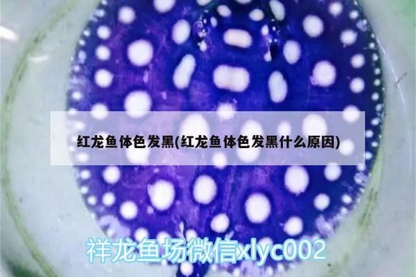 红龙鱼体色优化方法：优化红龙鱼体色的方法 红龙鱼百科 第5张