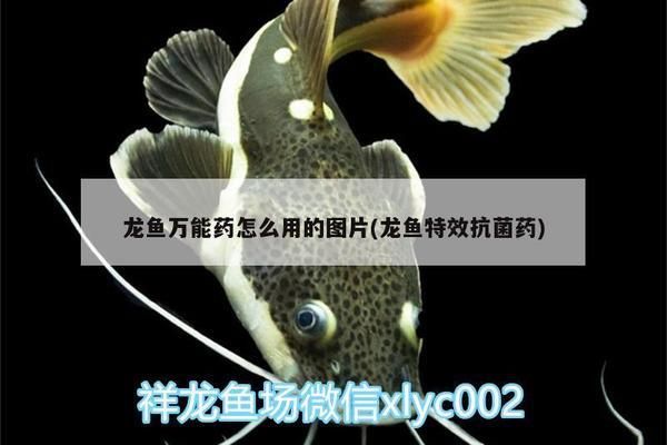 龙鱼万能药怎么使用效果好：龙鱼万能药与饲料混合方法, 龙鱼百科 第3张