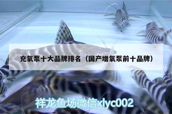 细线银版鱼繁殖期氧气供应方法：细线银版鱼繁殖期氧气泵选择指南 细线银板鱼苗 第5张