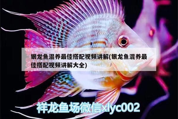 申古银版鱼混养食物选择指南：申古银版鱼在混养时需要注意与其他鱼类兼容性的兼容性 细线银板鱼苗 第1张