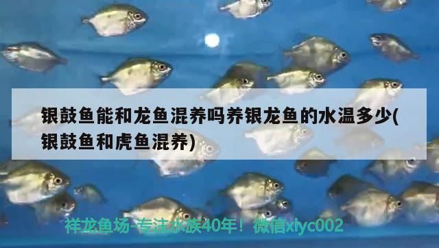 银鼓鱼苗混养水质管理技巧：银鼓鱼混养水温控制要点 龙鱼百科 第3张